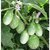 BRINJAL HYBRID SEEDS-50-269