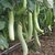 BRINJAL HYBRID SEEDS-75-363