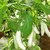 BRINJAL HYBRID SEEDS-50-279
