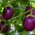 Dioart Brinjal Hybrid Seeds-155