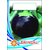 Dioart Brinjal Hybrid Seeds-162