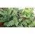 Dioart Brinjal Hybrid Seeds-162