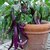 Dioart Brinjal Hybrid Seeds-191
