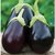 Dioart Brinjal Hybrid Seeds-26