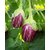 Dioart Brinjal Hybrid Seeds-40