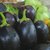 Dioart Brinjal Hybrid Seeds-343