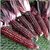 Dioart Corn Seeds-191