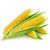 Dioart Corn Seeds-122