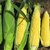 Dioart Corn Seeds-272