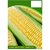 Dioart Corn Seeds-281