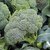 Dioart Broccoli Seeds  100 SEEDS 194