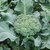 Dioart Broccoli Seeds  100 SEEDS 209