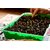 Dioart Broccoli Seeds  50 SEEDS 370