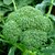 Dioart Broccoli Seeds  100 SEEDS 377