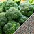 Dioart Broccoli Seeds  150 SEEDS 387