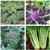 Dioart Broccoli Seeds  100 SEEDS 398
