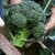 Dioart Broccoli Seeds  150 SEEDS 462