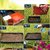 Dioart Broccoli Seeds  150 SEEDS 462