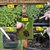 Dioart Broccoli Seeds  150 SEEDS 462