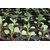 Dioart Broccoli Seeds  50 SEEDS 511