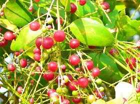 ROOKHRAJ PAUDHSHALA Salvadora Persica Plant, Miswak Plant, Jaal Tree, Peelu Plant