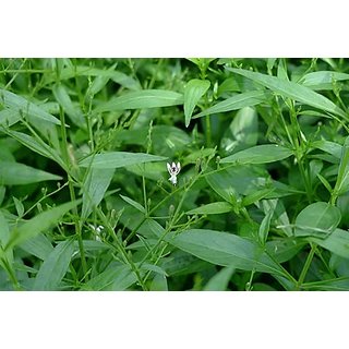 Buy HERBALISM Chirata Charaita Chirayata Bhunimba Swertia Chirayita ...