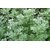 HERBALISM Artemisia vulgaris common mugwort common wormwood dayana sapling plant.