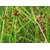 HERBALISM Nagar Motha Bara-Nagar-Motha Mutha Motha Ambhodhara Coco Grass Nutgrass Cyperus rotundus Living Plant