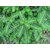 HERBALISM Phyllanthus Tratemus Bhui Amla, Bhumi Amla 4 Months Old Sapling Plants