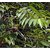 HERBALISM Hydnocarpus kurzii Chaimugura plant