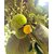 DAIVISH Live Badhal / Artocarpus lacucha Plant For Gardening  - Healthy Live 1 Fruit Plant
