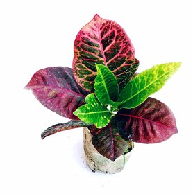 ROOKHRAJ PAUDHSHALA Croton Codiaeum variegatum Petra Live Decoration Indoor Plant