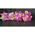 Cashew Amlond Kaju Badam Pista Kishmish (100gm x 4 ) Dry Fruits and Nuts Box Pack Diwali Gift Pack For your Loved Ones