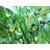 Live Vaijayanti White Flower Plant, VAIJAYANTI MALA Plant, Vaijanti Mala/garland plant