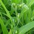 Live Vaijayanti White Flower Plant, VAIJAYANTI MALA Plant, Vaijanti Mala/garland plant