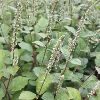 Buy Plant House Apamarg/Prickly Chaff Flower/Latjeera - Jad/Seeds 100gm ...