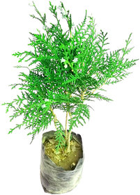 ROOKHRAJ PAUDHSHALA GOODLOOK INDOOR AIRPURIFICATION GOODLUCK VIDYA PLANT, MORPANKHI PLANT ,THUJA ORIENTALIS INDOOR LIVE