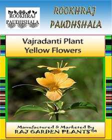 ROOKHRAJ PAUDHSHALA VAJRADANTI LIVE PLANT , KATSARAIYA, PIYABANSA, BARLERIA PRIONITIS, KURANTA