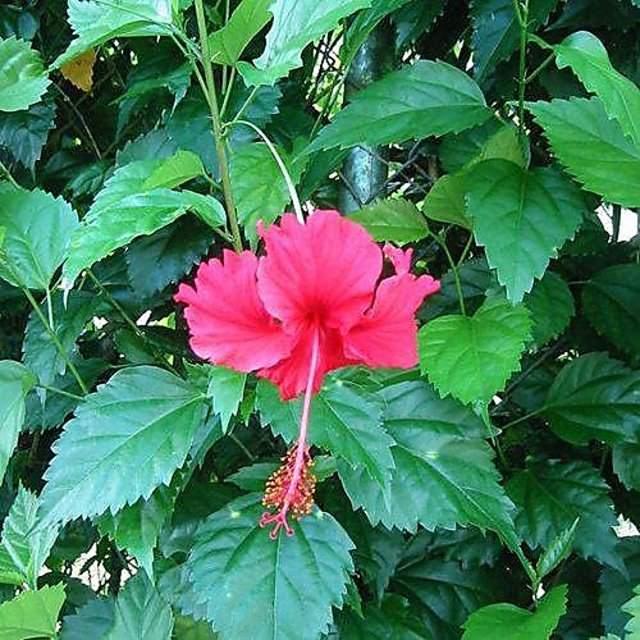 Buy HERBALISM Hibiscus rosa-sinensis colloquially as Chinese hibiscus ...