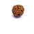 Raviour lifestyle 7 mukhi rudraksha Beads