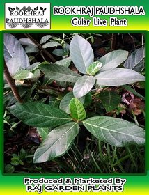 ROOKHRAJ PAUDHSHALA Gular Live Plant,Ficus Racemosa, Cluster Fig Fruit Plant