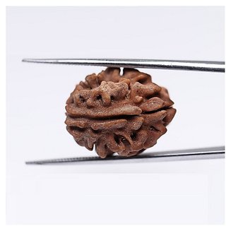 Jaipur Gemstone-one Mukhi Rudraksha Gol Danaoriginal 1 Mukhi Rudraksh