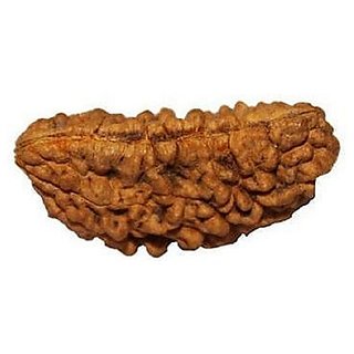 JAIPUR GEMSTONE-Ek Mukhi India Rudraksha One-faced India Rudraksha