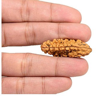 Jaipur Gemstone-natural 1 Mukhi Rudraksha With Lab Certified Kuju Dana Rudr
