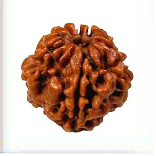 JAIPUR GEMSTONE-1 Mukhi Rudraksha (Natural Brown)