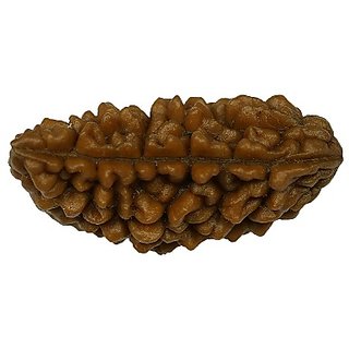 JAIPUR GEMSTONE-1 Mukhi Lab Certified Siddha Rudraksha (Brown)