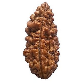 JAIPUR GEMSTONE-Beads Color-Brown (1 Mukhi Rudraksha)