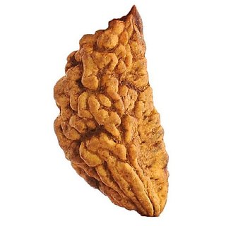 Jaipur Gemstone-one Mukhi Rudraksha Kuju Danaoriginal 1 Mukhi Rudraksh