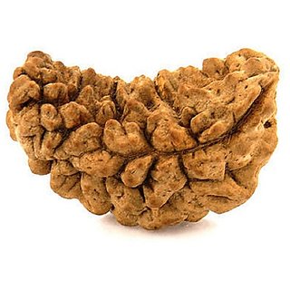 JAIPUR GEMSTONE-Natural 1 mukhi rudraksha with lab Certified/Symbol of Lord Shiva