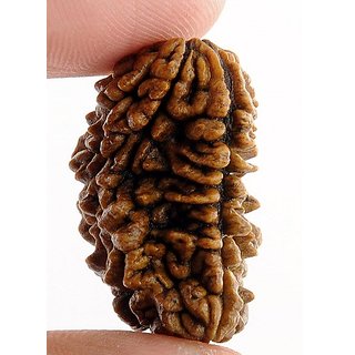 Jaipur Gemstone-original And Natural 1 Mukhi Rudrakshaone Face Rudraksha Be